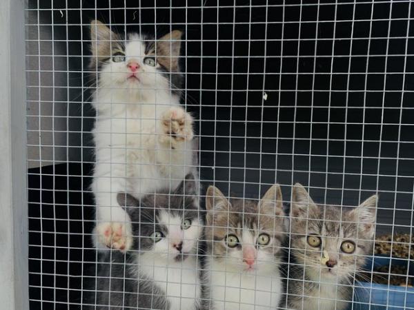 Image 12 of PURE WHITE AND SILVER BLUE KITTENS