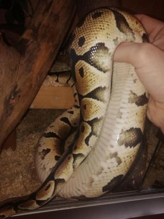 Image 2 of Royal/ball pythons for sale stunning snakes
