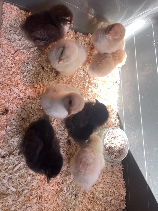 Preview of the first image of 2 weeks old chicks mix breeds for sale.