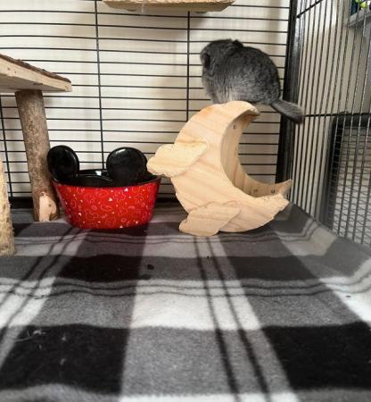 Image 1 of 12 week old Chinchilla for sale