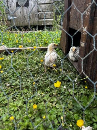 Image 2 of 1 Month old, pekin chicks for sale