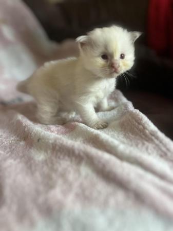 Image 9 of Last Affectionate lilac male Ragdoll kitten ready now!