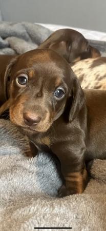 Image 7 of Outstanding miniature dachshund puppies