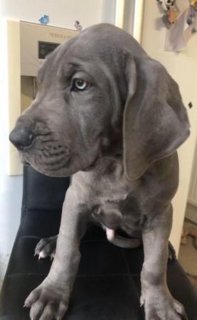 Image 26 of 4 LEFT! - 12 Healthy Chunky Solid Blue Great Dane Puppies