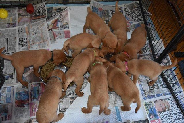 Image 6 of Fox red Labrador puppies ready now