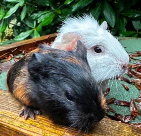 Image 1 of Guineapig babies looking for pastures new, boys and girls,