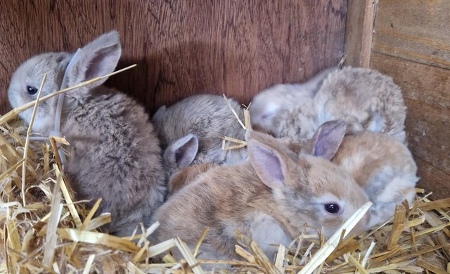 Image 8 of Bunnies looking for loving forever homes