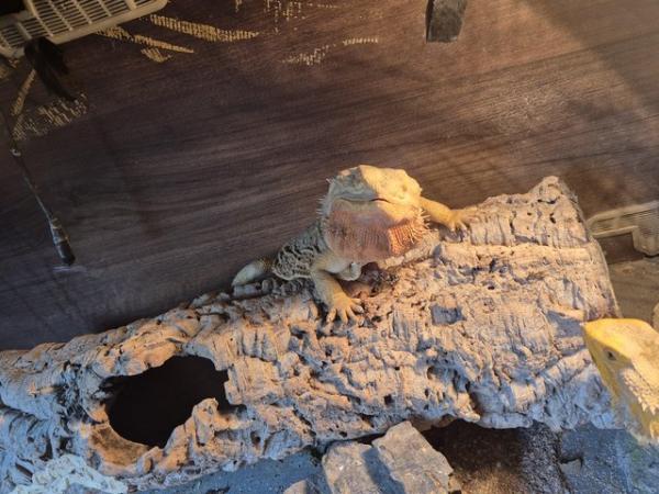 Image 3 of Male and female bearded dragon with everything
