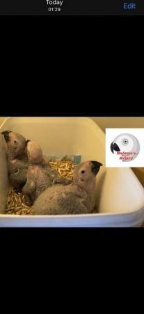 Image 4 of African grey baby for sale