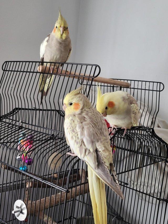 Preview of the first image of 3 tamed Cockatiels & Full setup.