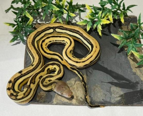Image 1 of Uk first bacan combo pythons