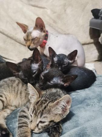 Image 9 of Full sphynx kittens boys girls