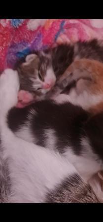 Image 8 of Beautiful cute fun loving 9 weeks old kittens