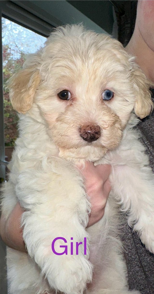 Preview of the first image of Stunning F1Rare Health Tested Merle Maltipoo Puppies.