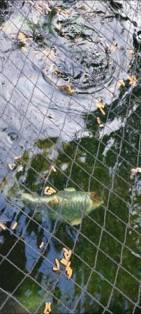 Image 1 of Koi carp, various sizes, great condition.