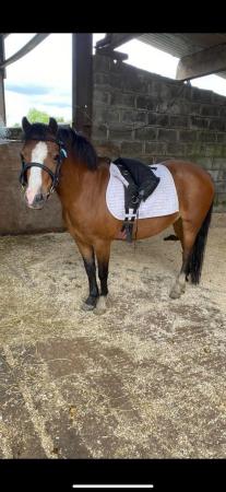 Image 45 of 10-13hh Lead Rein, Ridden Mare, Projects, Pets, Cobs, Welsh.
