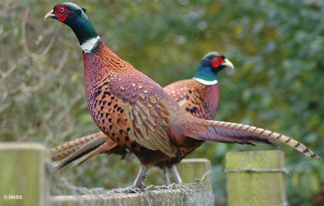 Image 5 of Ringneck Pheasants male