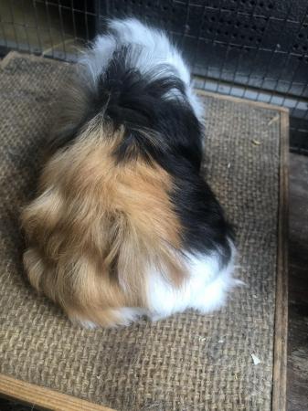 Image 1 of Funky longhaired Peruvian guinea pig girls