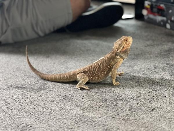 Image 4 of Male bearded dragon for sale