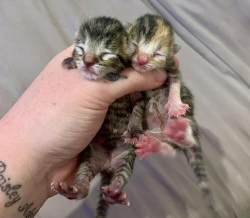 Image 3 of Beatifully Marked Tabby Kittens
