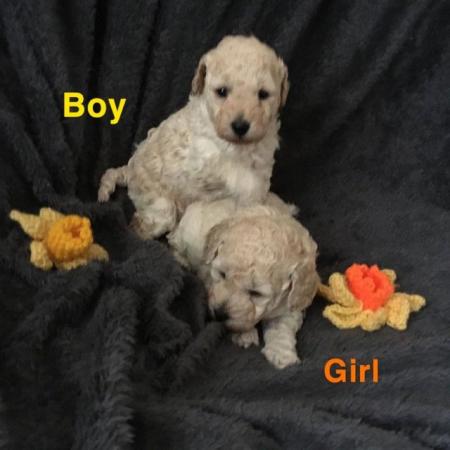 Image 2 of DNAHealth tested Champagne Toy Poodle pups READY NOW!