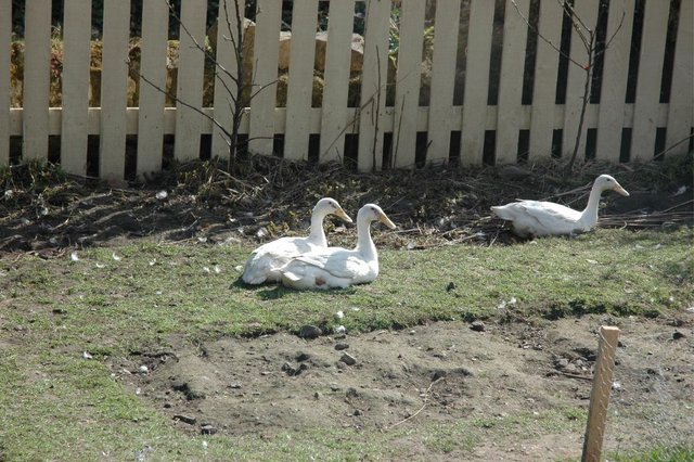 Image 2 of Indian Runner Duck Hatching Eggs x 6
