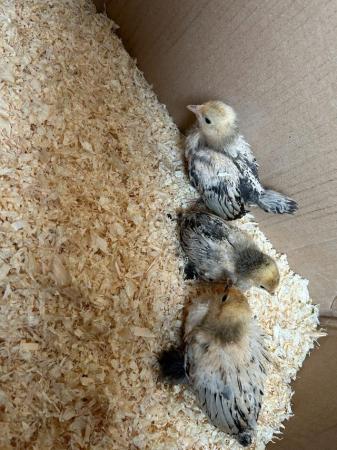 Image 4 of Day old chicks to growers from pure breeds