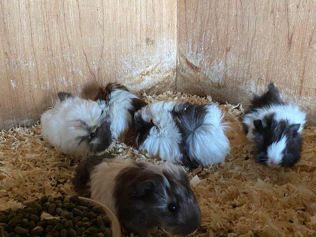 Preview of the first image of Guinea pigs ready for there new homes.