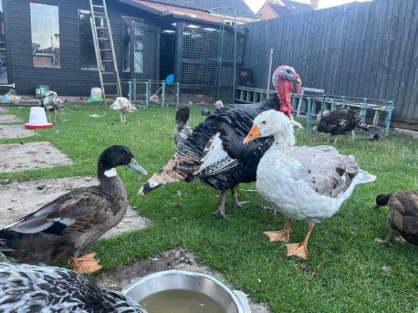 Image 1 of Breeding pair of ducks for sale