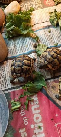 Image 2 of Spurthighed and Herman hatchlings for sale