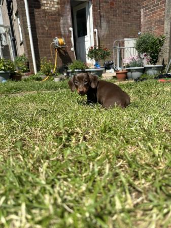 Image 11 of **READY TO LEAVE** miniature dachshund puppies for sale
