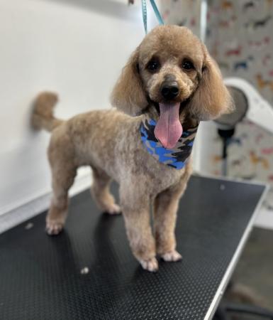Image 1 of miniature poodle for sale