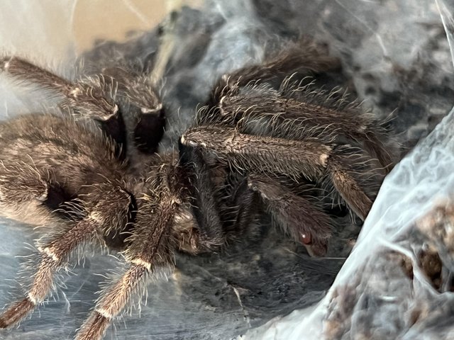 Preview of the first image of Tarantula Mature male- Ornithoctoninae SP Ho Chi Minh.