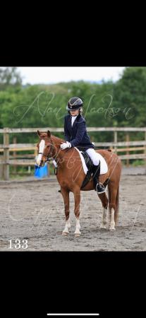 Image 2 of 12.2h 7 year old chestnut mare for sale