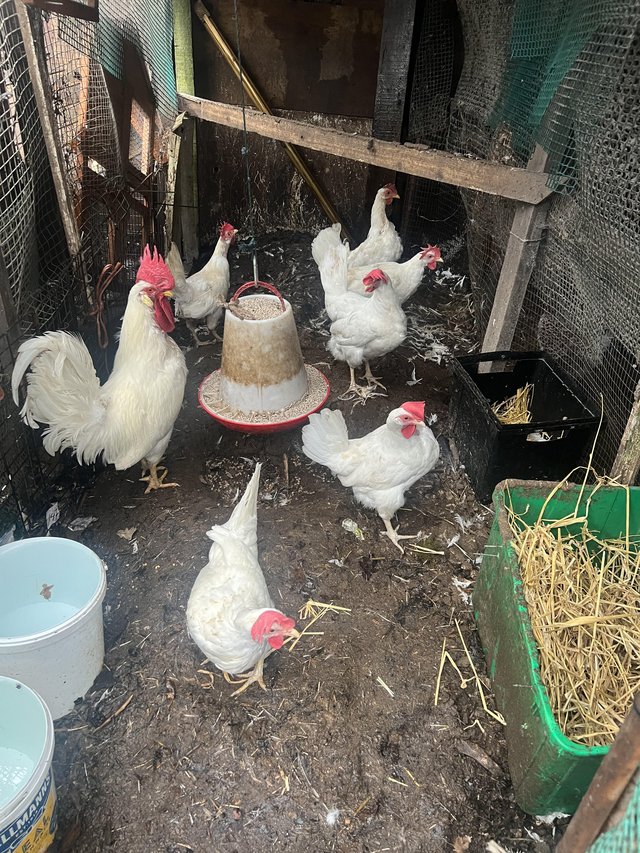 Preview of the first image of 6 white leghorn hen for sale , 4 in lay.