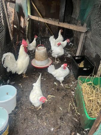 Image 1 of 6 white leghorn hen for sale , 4 in lay