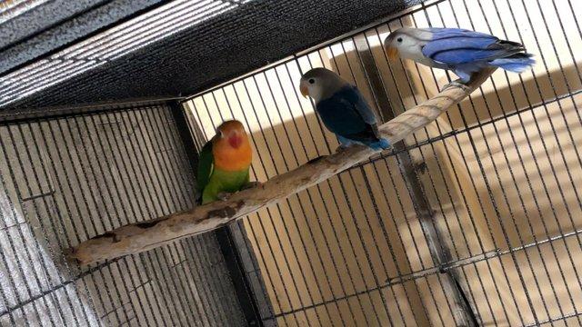 Preview of the first image of Baby Fischer Lovebirds for sale.