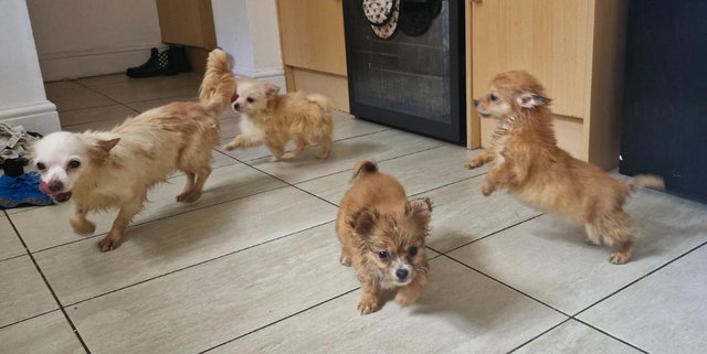 Image 20 of 3x Male Pomchi Puppies for Sale!