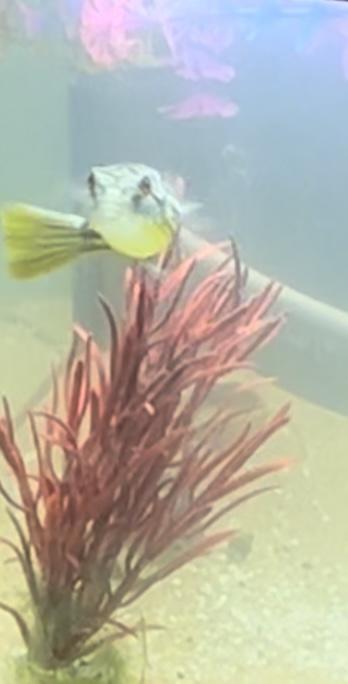 Preview of the first image of Nile Puffer Fish (Fahaka).