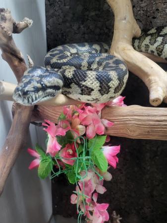 Image 1 of Male carpet python with full set up