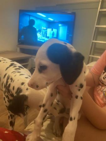 Image 5 of Last Dalmatian puppy looking for his forever home