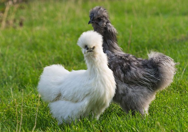 Image 3 of BEAUTIFUL BEARDED SILKIE CHICKENS FOR SALE