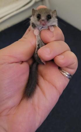Image 1 of Micro squirrels (African pygmy dormice) for sale