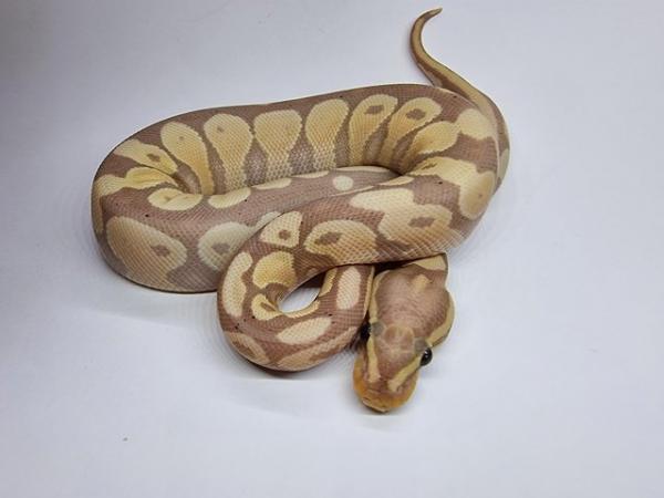 Image 3 of Banana Gravel / Yellowbelly Poss DH Clown Pied Male