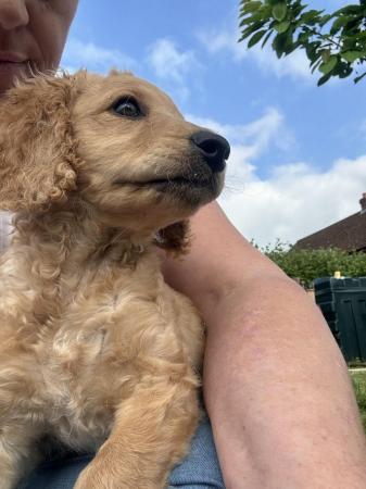 Image 1 of Cavapoo puppy ready on 3rd of may