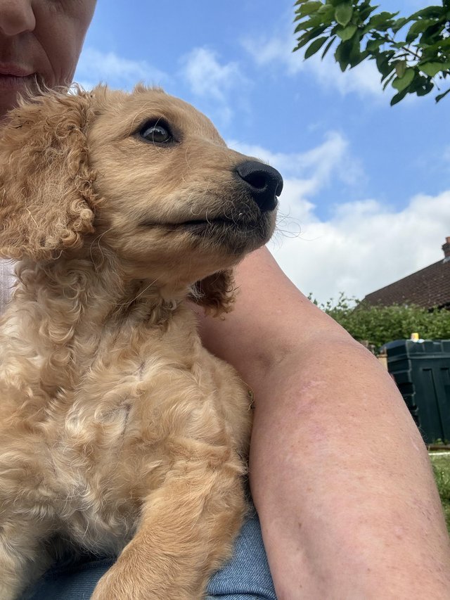 Preview of the first image of Cavapoo puppy ready on 3rd of may.