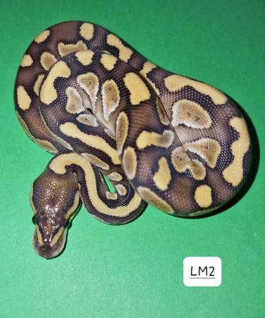 Image 2 of CB23 Lesser Royal Pythons