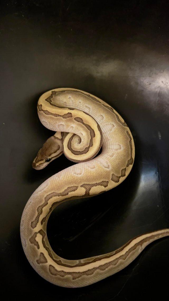 Preview of the first image of Female ball python cute girl python.