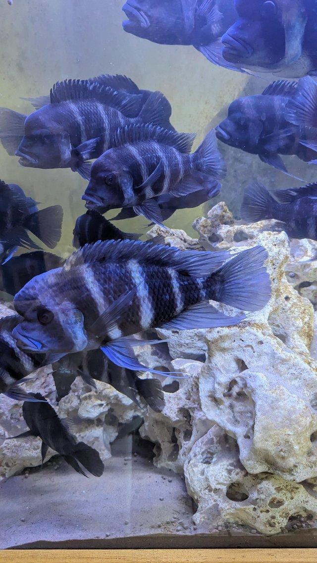 Preview of the first image of Frontosa cichlids various sizes for sale.