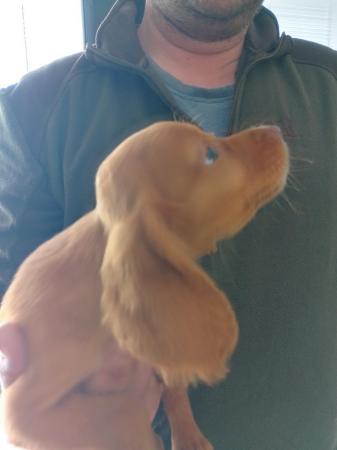 Image 11 of Working cocker spaniel puppies